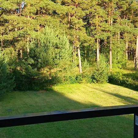 Pine Forest By The Baltic Sea Palanga
