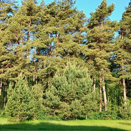 Apartment Pine Forest By The Baltic Sea *